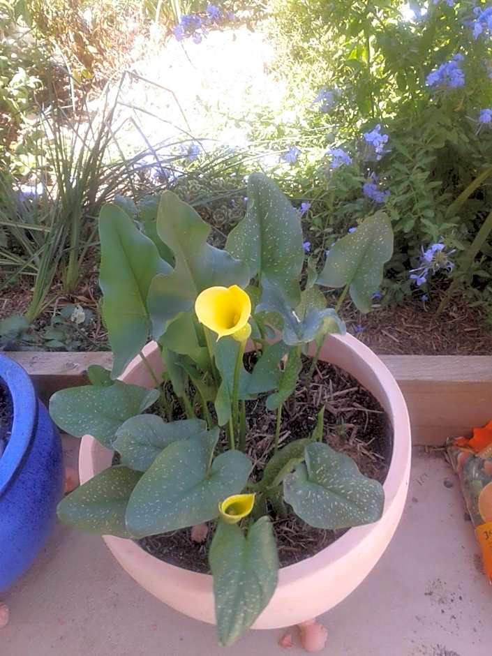 Barklysuites Apartments