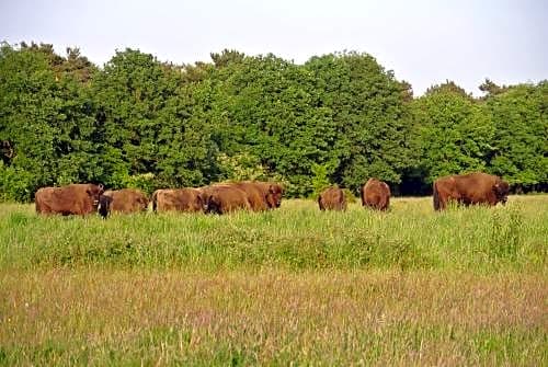 B&B, huisje, Het Kleine Genoegen