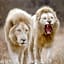 Elandela Private Game Reserve and Luxury Lodges Pty Ltd