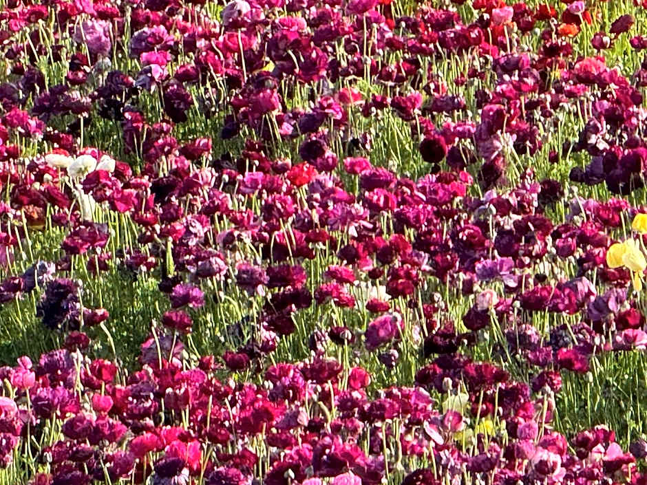 Holiday Inn Express Hotel & Suites Carlsbad Beach By IHG