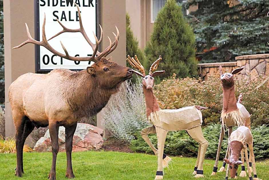 Quality Inn near Rocky Mountain National Park