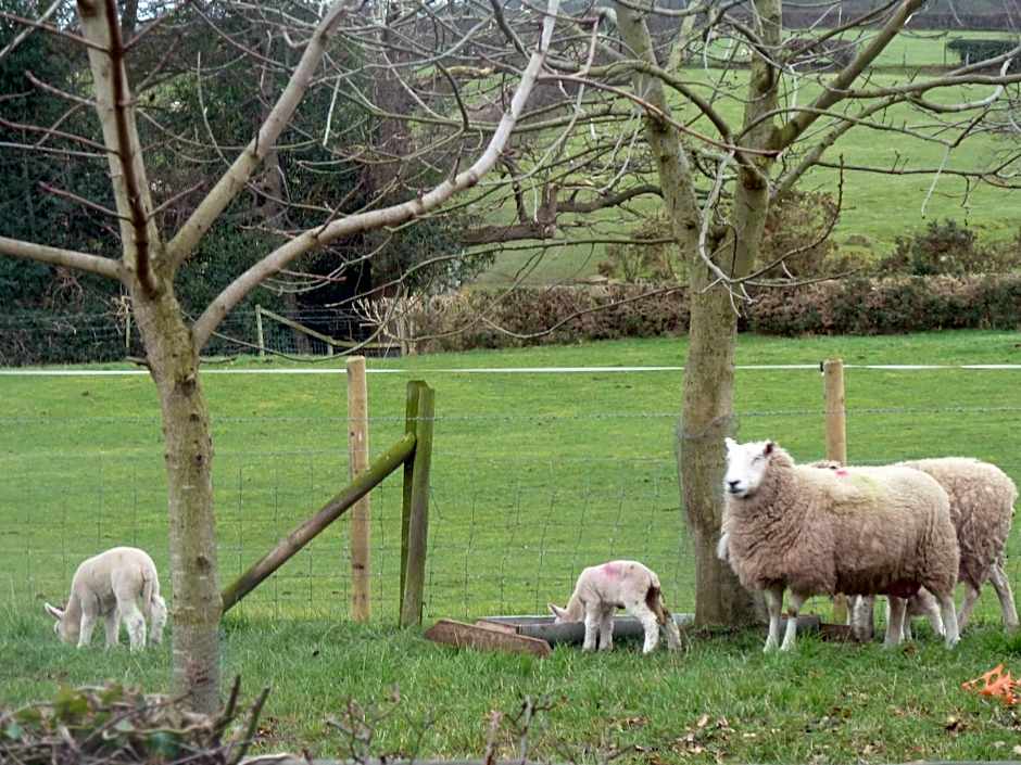Oakenholt Farm Bed and Breakfast