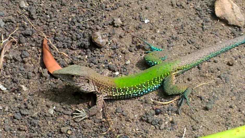 Pousada Container Eco Manguinhos