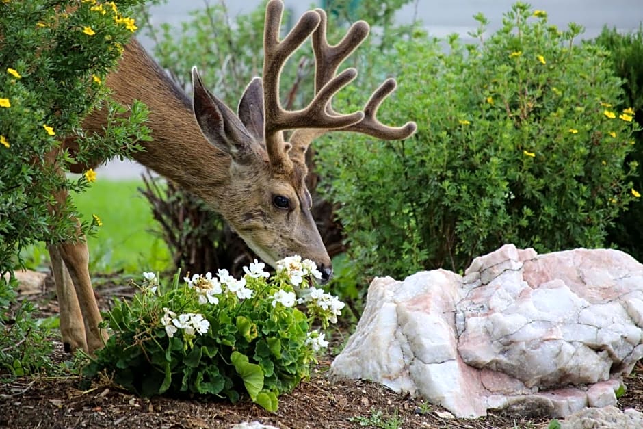 Quality Inn near Rocky Mountain National Park