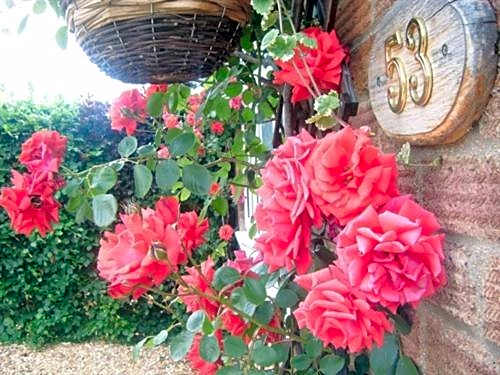 Rosa's Bed and Breakfast