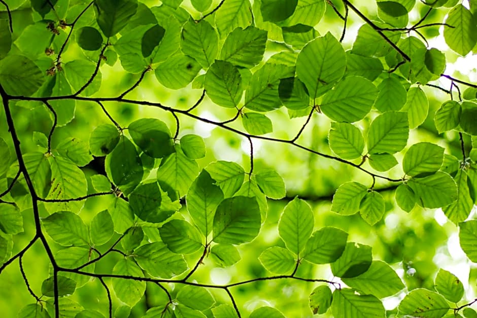 Domaine du Moulin d'Asselborn