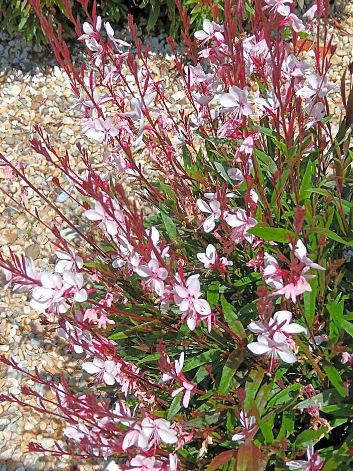 Le Moulin de Saubrigues