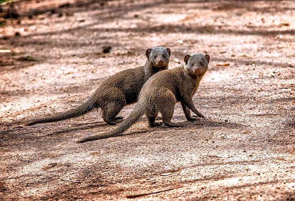 Honeyguide Tented Safari Camp - Khoka Moya