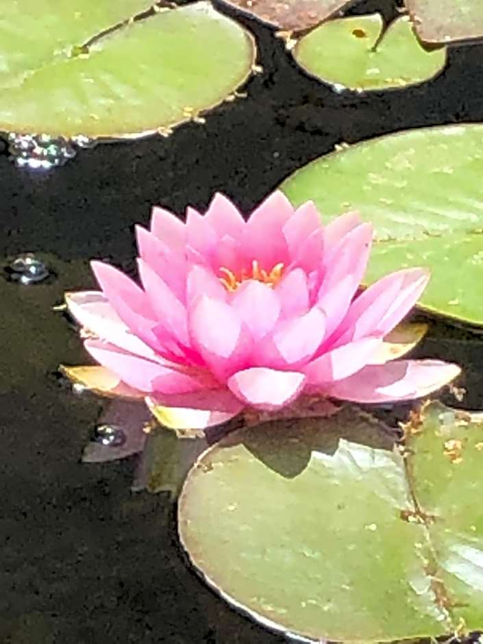 Haus Adams - das Wohlfühl Gästehaus