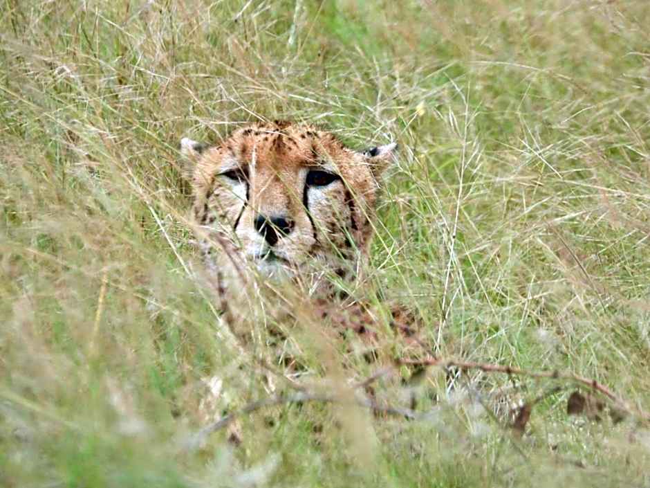 Barn Owl Lodge, Mjejane Game Reserve, Greater Kruger Park