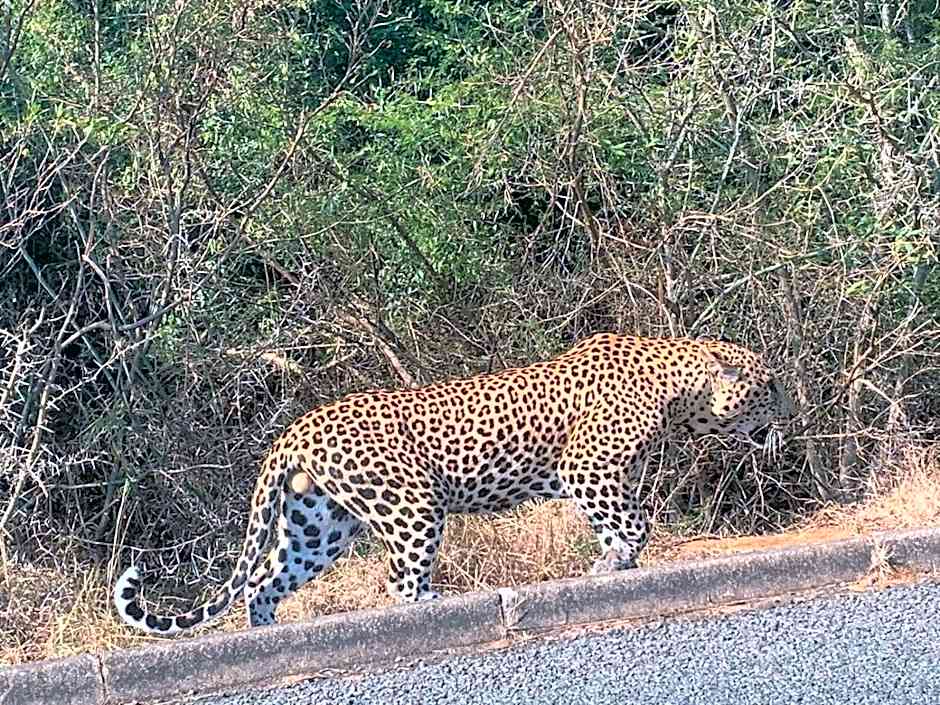 Whalesong Guest House