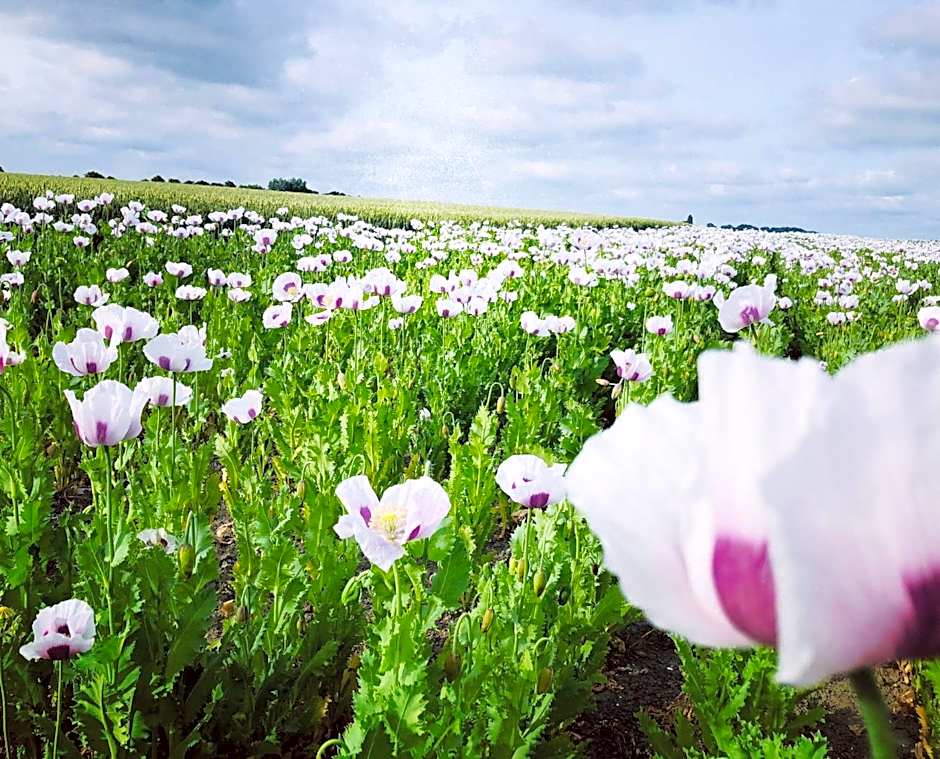 Slapen bij de Zeeuwse Lala