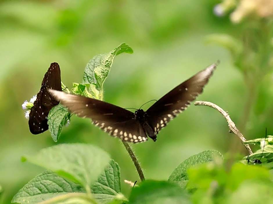 Bird of Paradise Bungalows