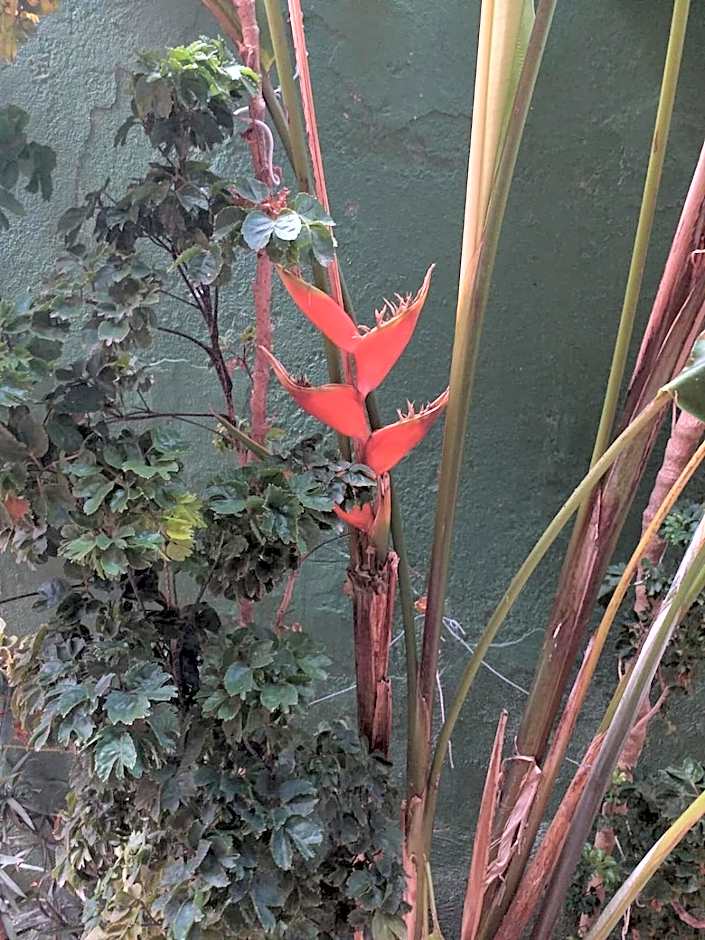 Triplex Flora, Centro Pipa