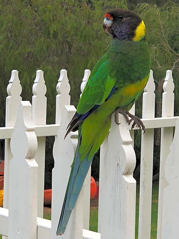 Riverview Tourist Park