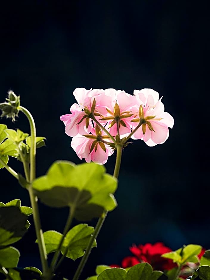 Apparthotel "Landhaus Veronika"