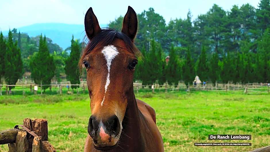Puri Saras Family Garden Hotel Syariah