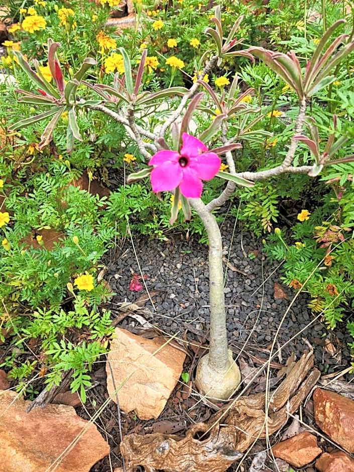 Suikerbosrant Sleep and go