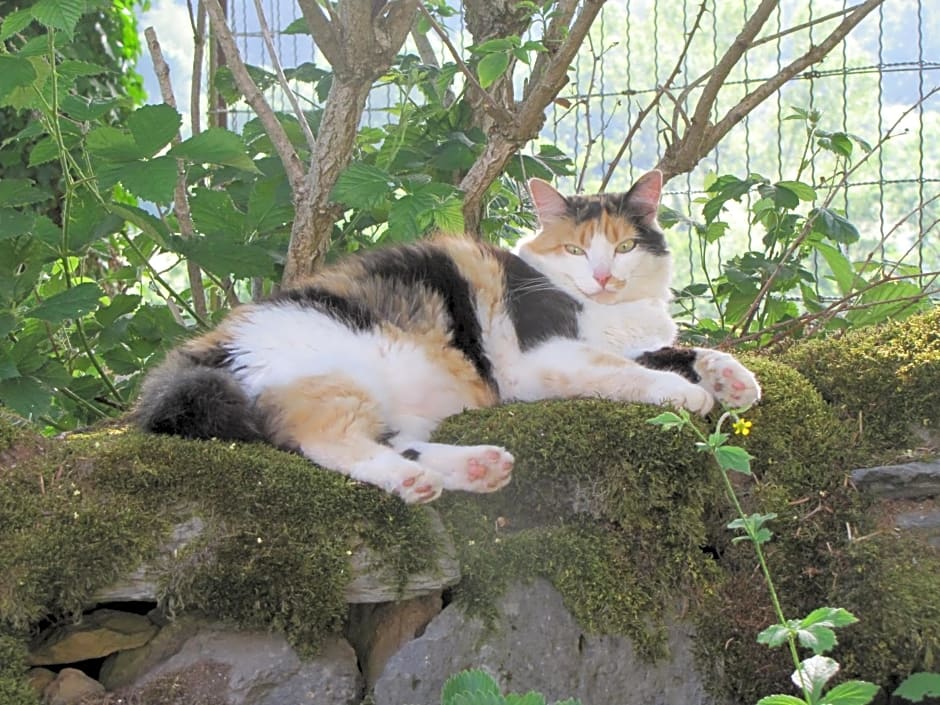 Esprit Nature Rêve d'étoiles