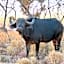Milkwood Safari Lodge