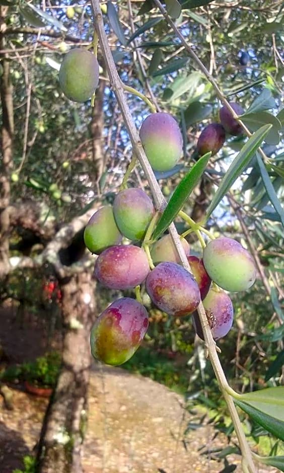 La Fattoria di Nonna Eugenia