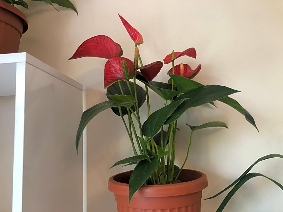 Hakuna Matata Guest House