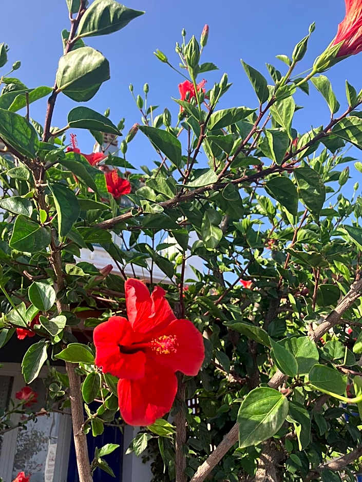 Anastasia Apartments