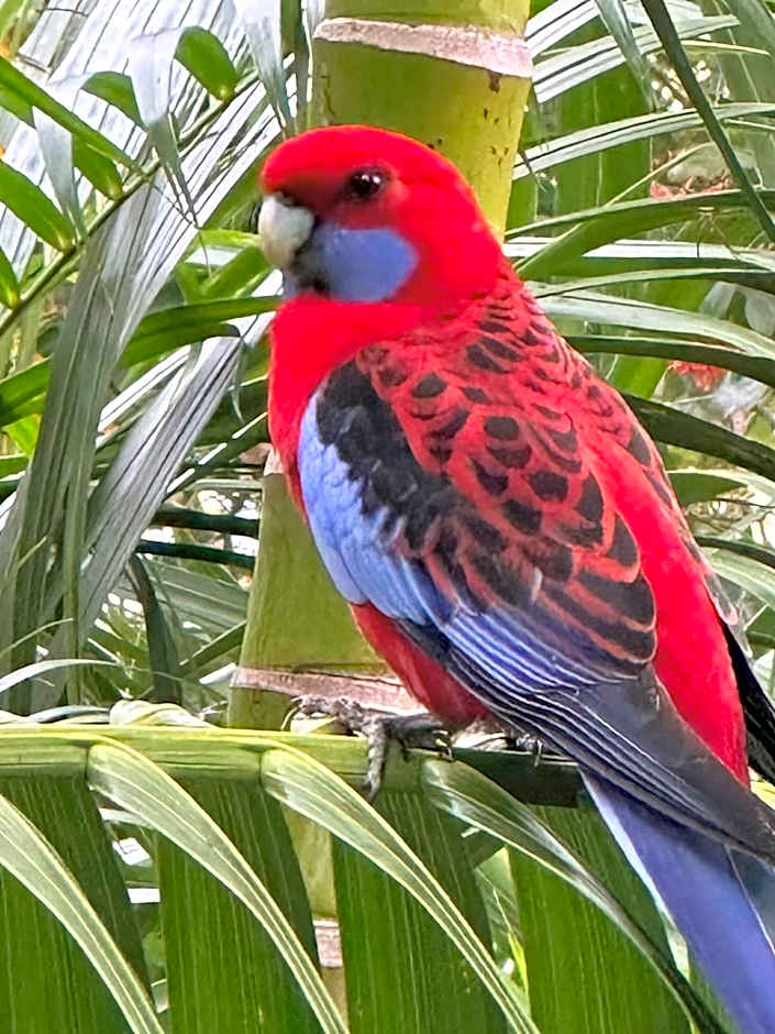 Palm Beach Bed & Breakfast