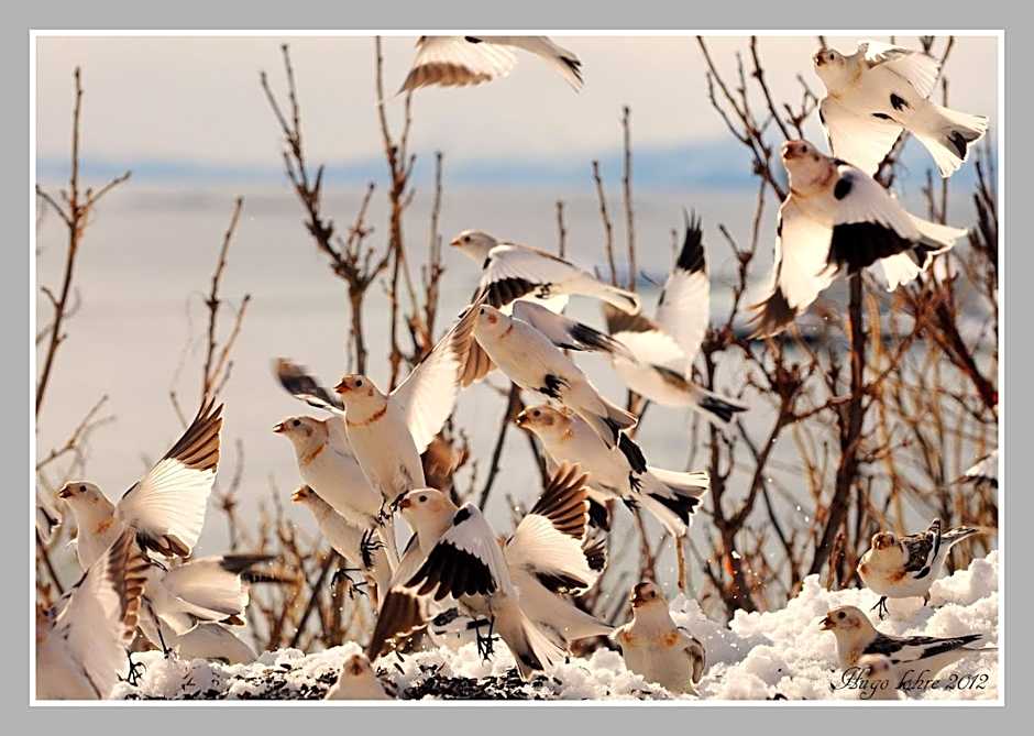 Senja Fjordhotell and Apartments