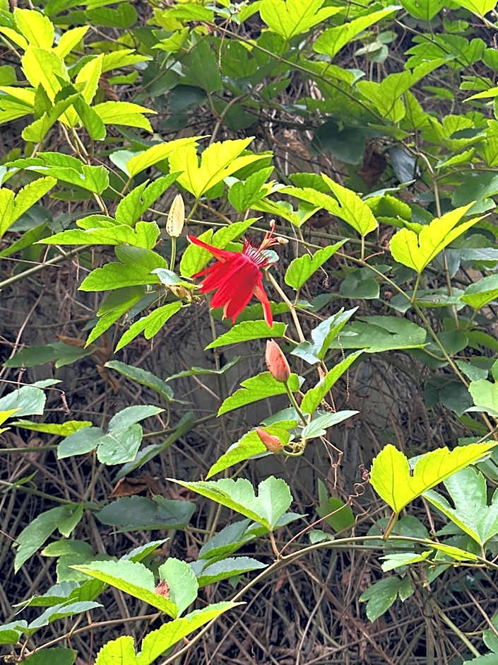 Orlowsky Discovery Candidasa Hotel