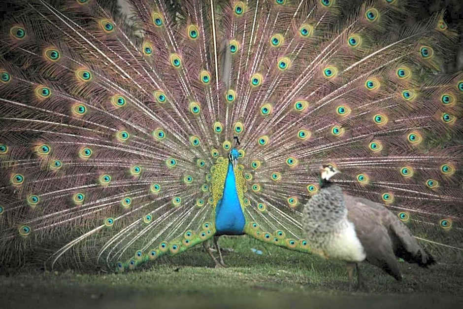 Misty Mountain Reserve