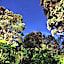 Volcano Hale