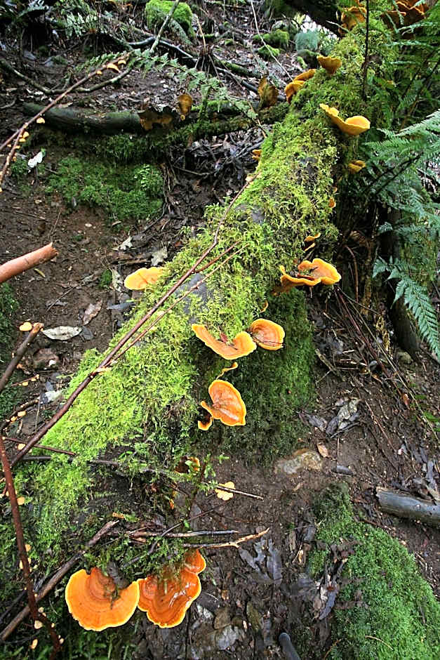 Silver Ridge Retreat