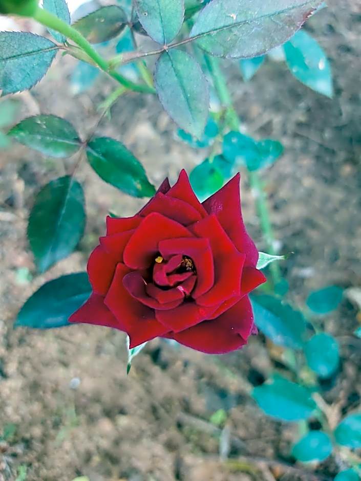 Pousada e Pesque e Pague Vista Alegre