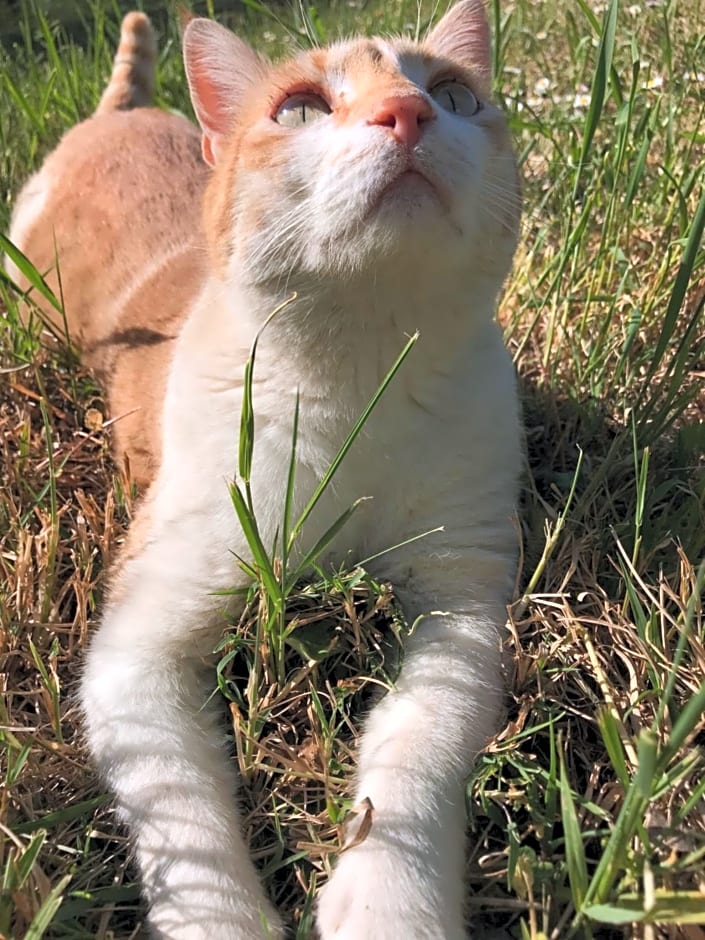 Il Sassoscritto Bed and Breakfast