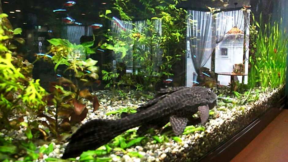 Business Hotel Furusato