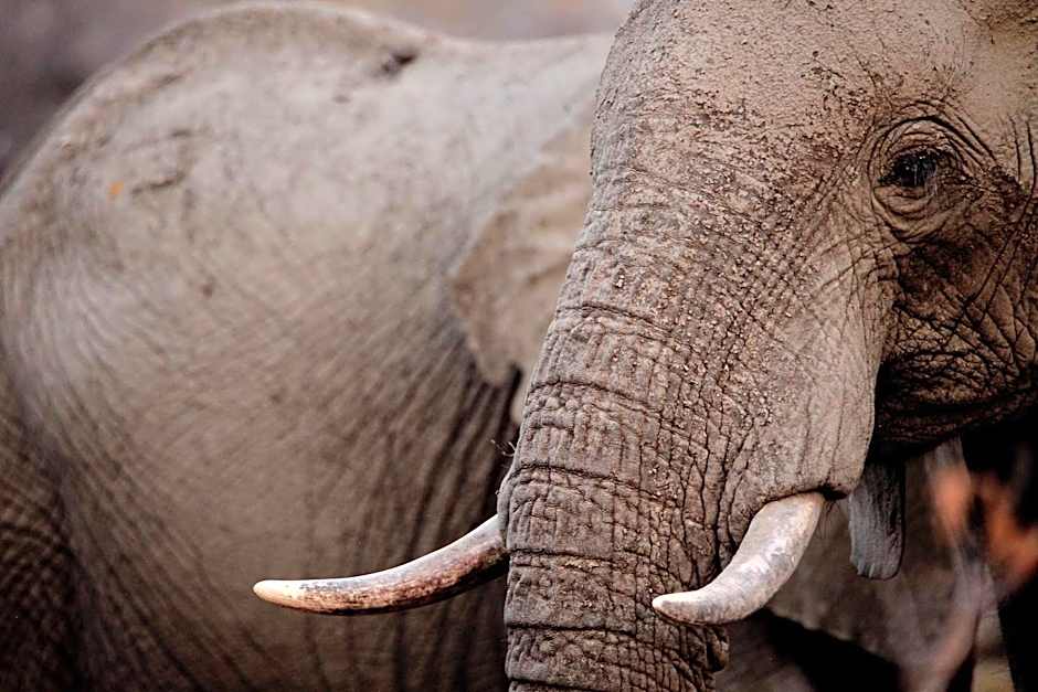 Ivory Wilderness River Rock Lodge