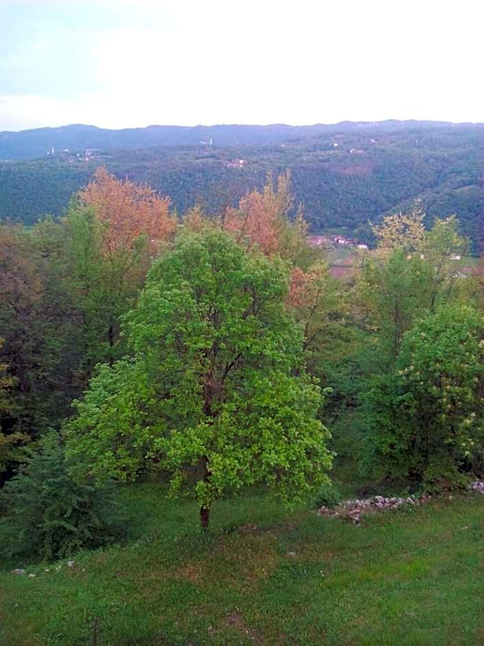 B&B Il Suono del Bosco