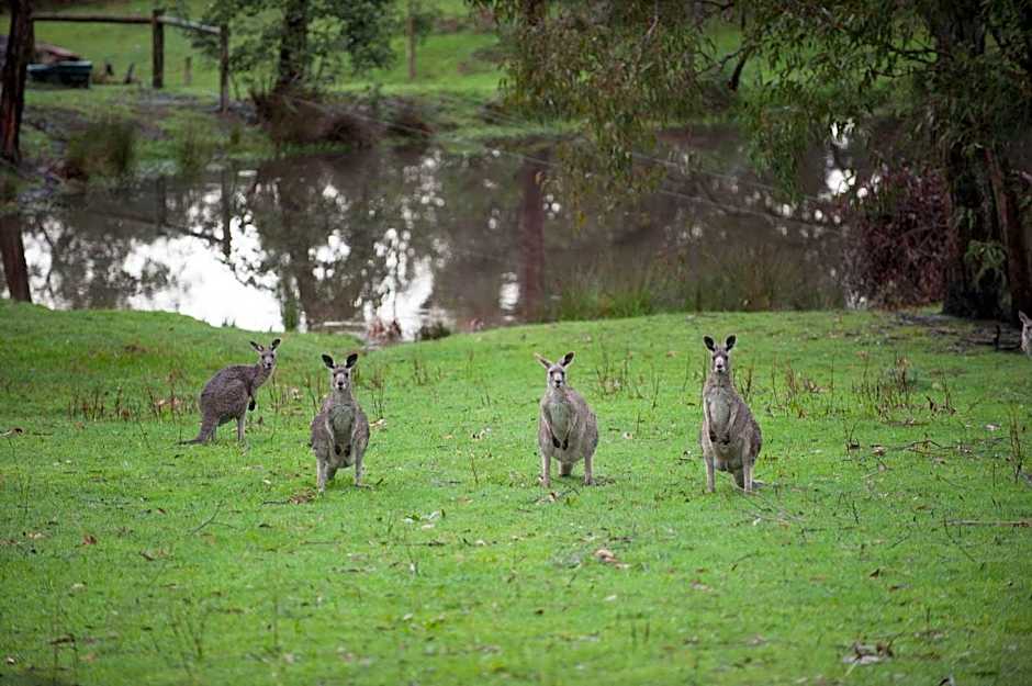 Home Farm Healesville