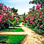 Royal Horizon Baobab