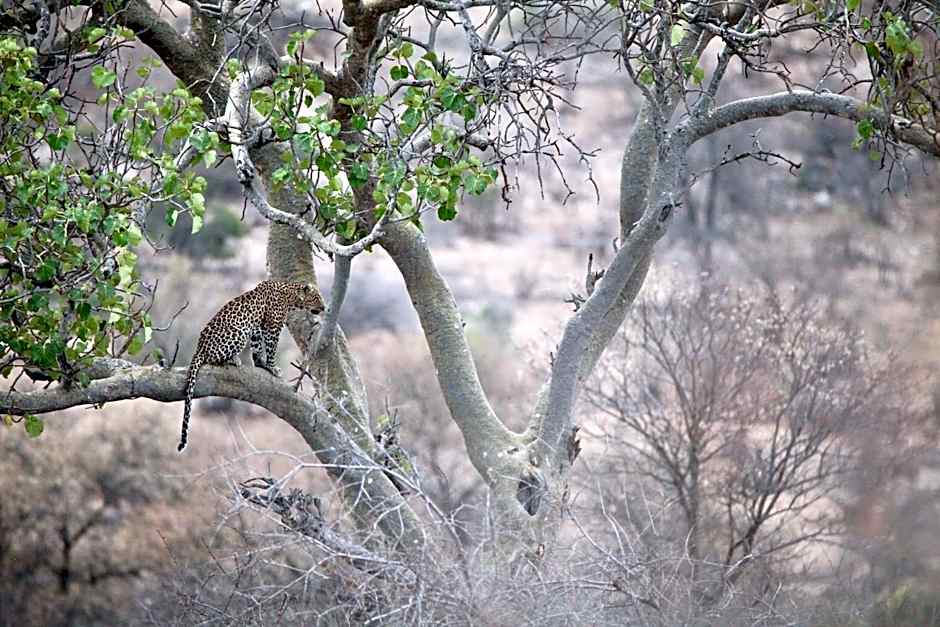 Ivory Wilderness River Rock Lodge