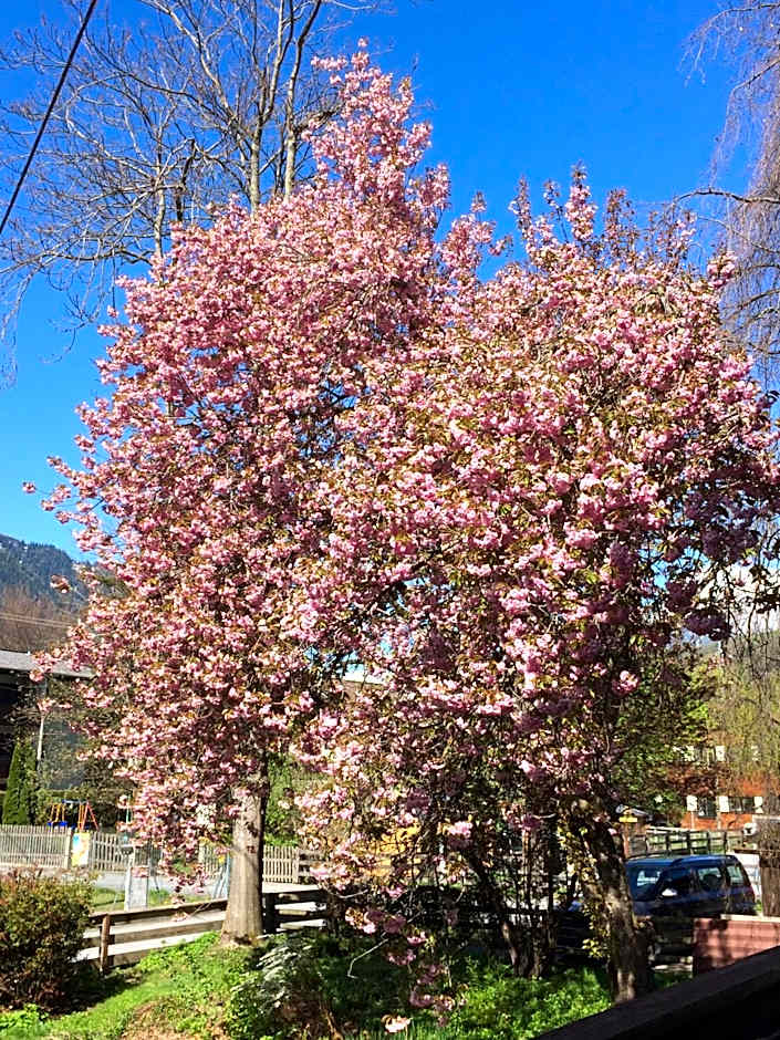 Gasthof zum Stern