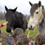 La petite ferme de Pouillon - Parc animalier - aire de loisirs