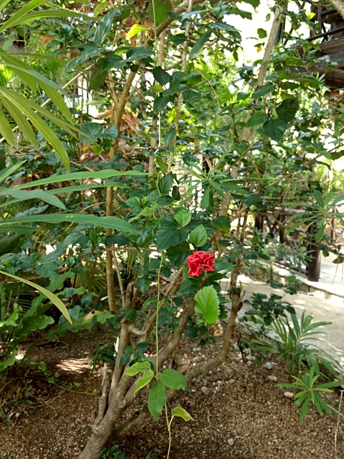 Green Tulum Cabañas & Gardens