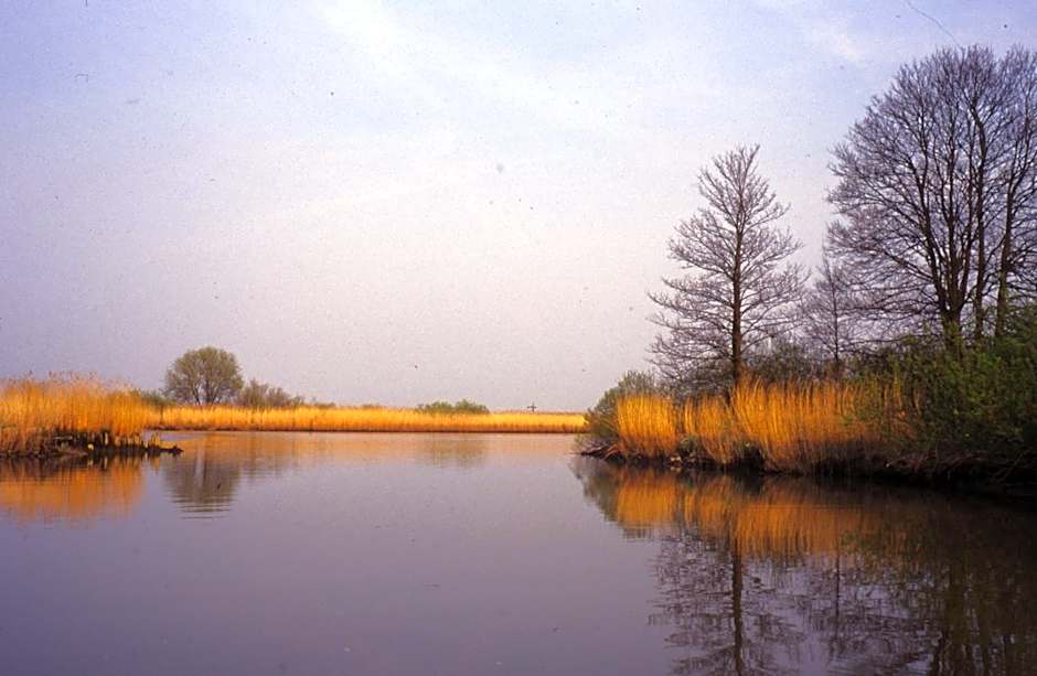 de Brabantse Biesbosch