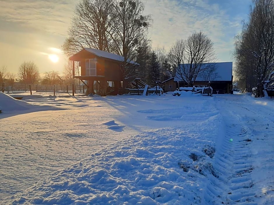 Podlasie Domek na drzewach