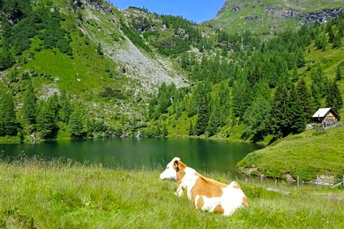 Ferienhütte Hoitahüttl