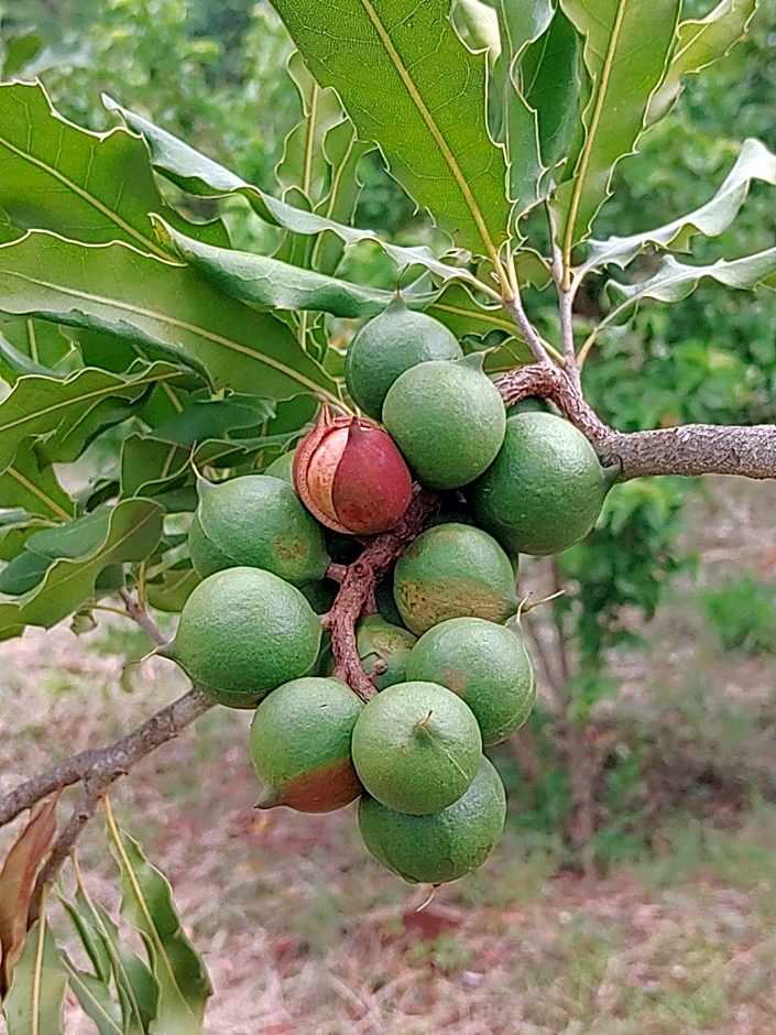 Tanzanice Farm Lodge