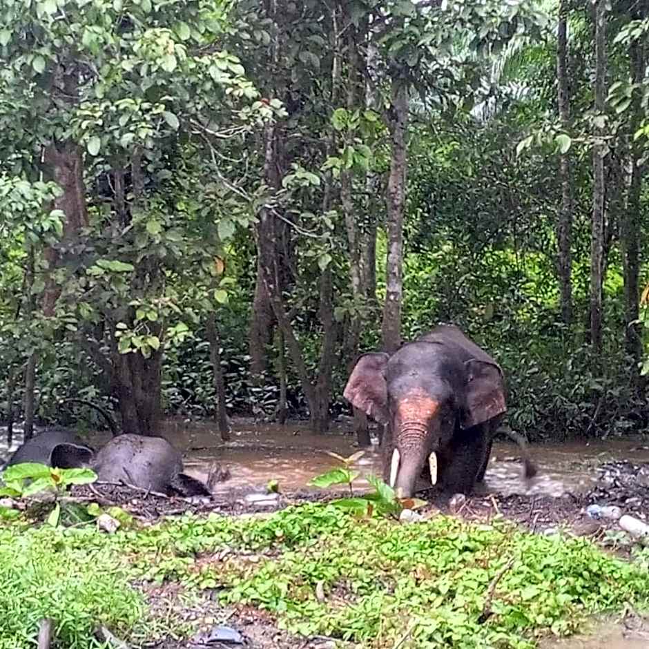 Borneo Jungle Adventure