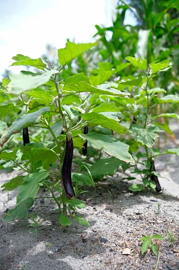 Ashamaya Belitung (Dome Glamping Site)